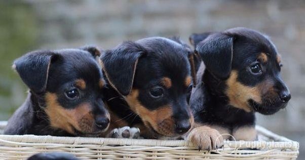 Jack Russell Black and Tan