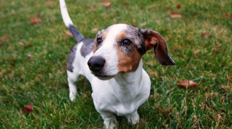 Jack Russell Kruising - populaire mixen, uiterlijk, karakter en verzorging