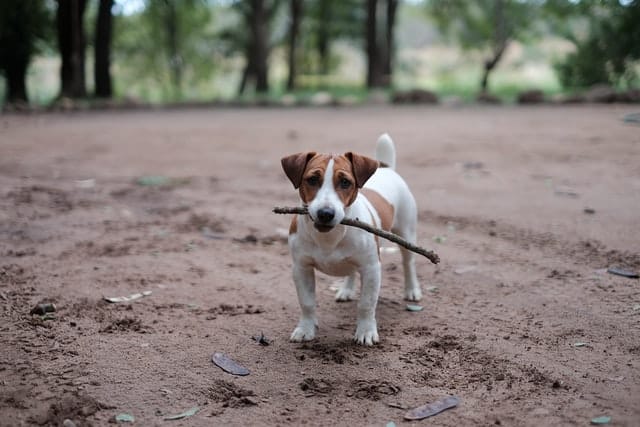 Jack Russell Terriër